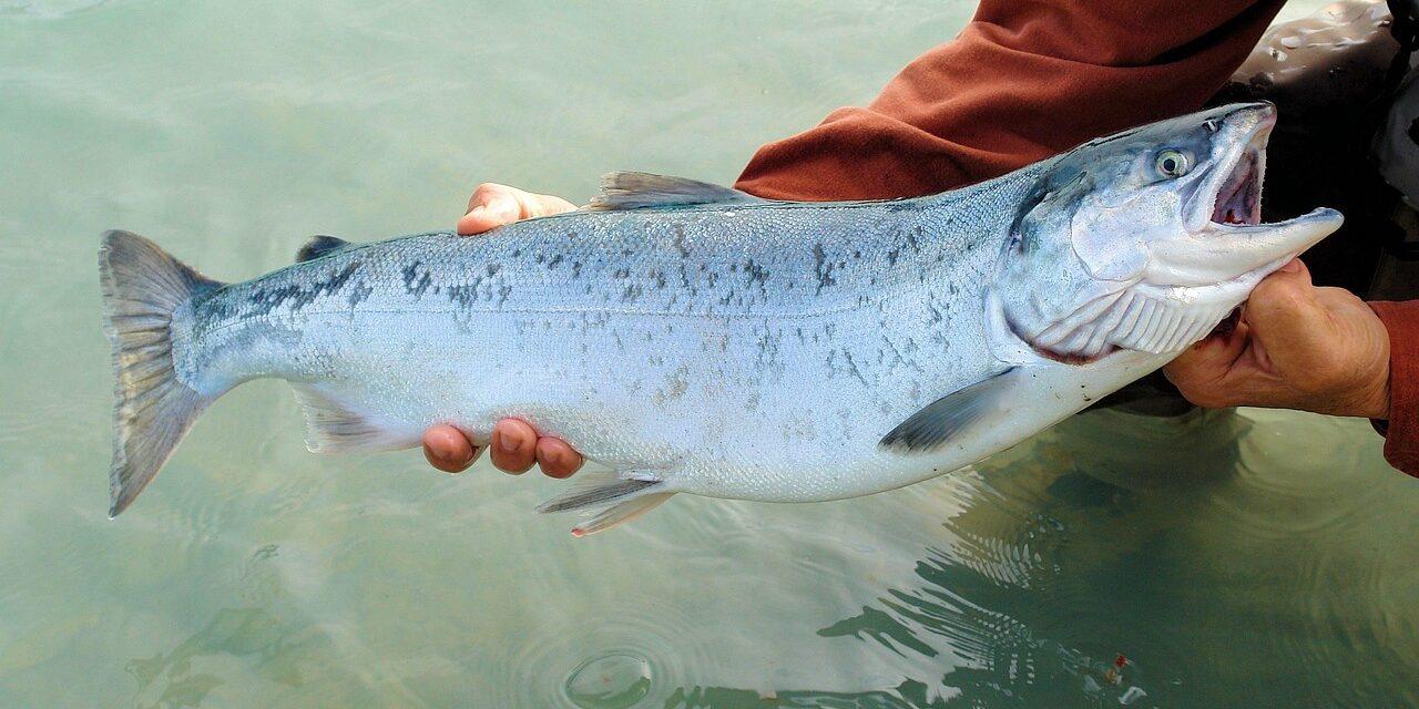 Omega-3 – mistä on oikeasti näyttöä ja kenelle se sopii